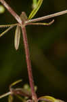 Stiff marsh bedstraw